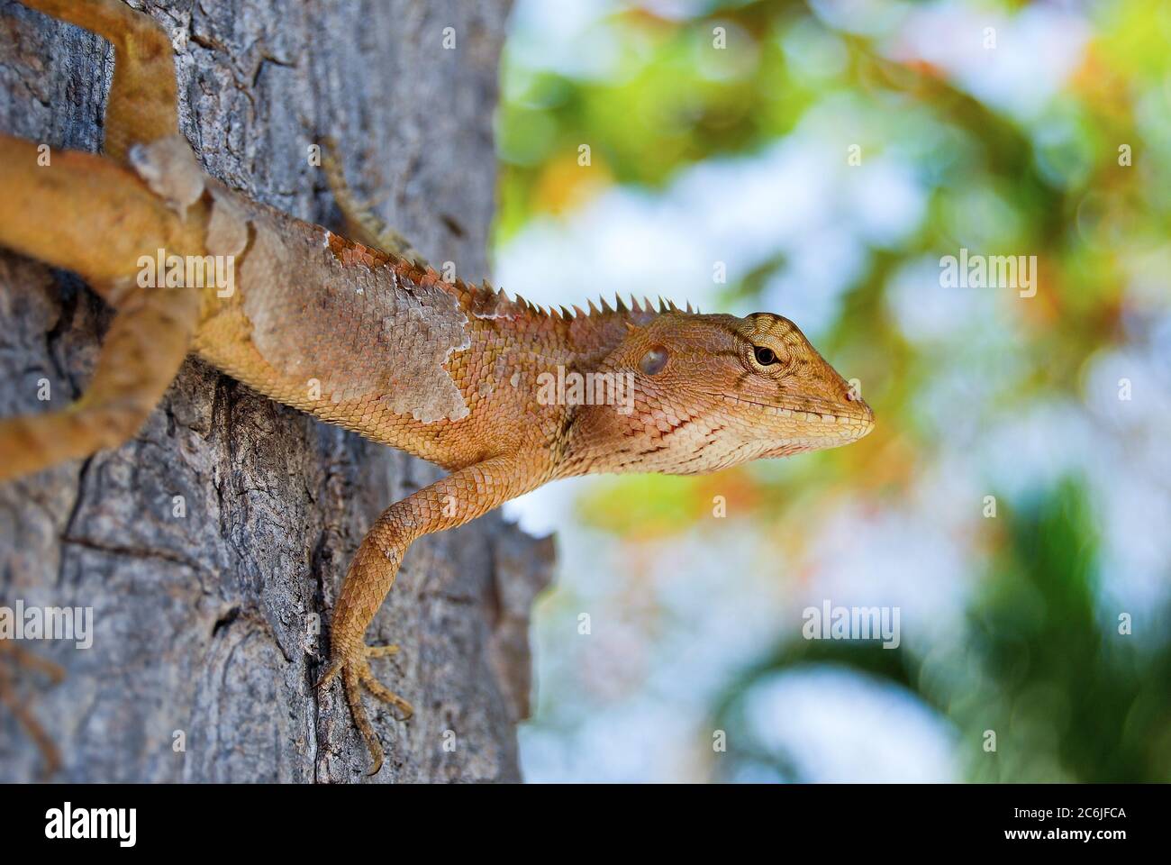 Changeable Lizard. Agamidae (Calotes versicolor) on the tree Stock Photo