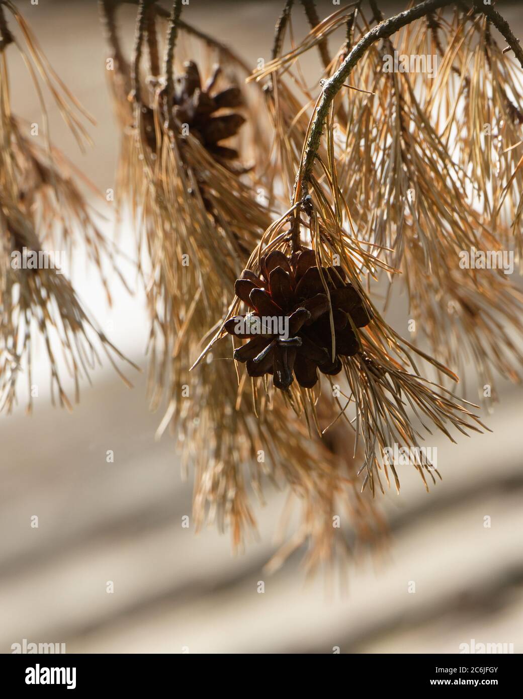 Pine cones hanging from brown needles Stock Photo
