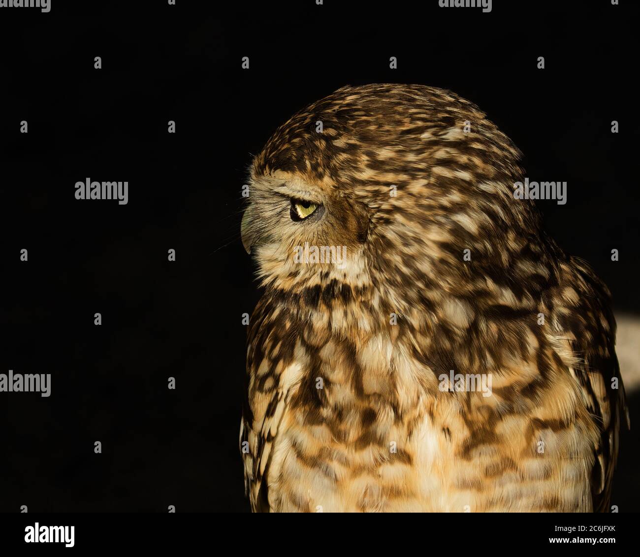 Inquisitive Burrowing Owl, Athene cunicularia, head shot looking to the left against dark background Stock Photo