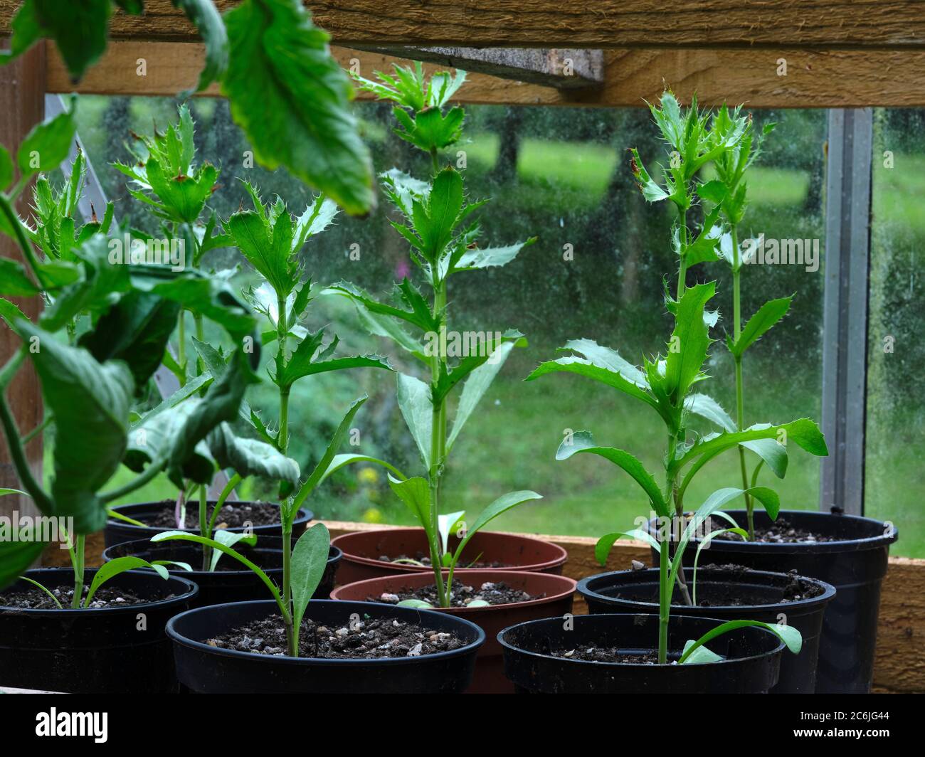 Eryngium seedlings flourish in the greenhouse in the smallholding