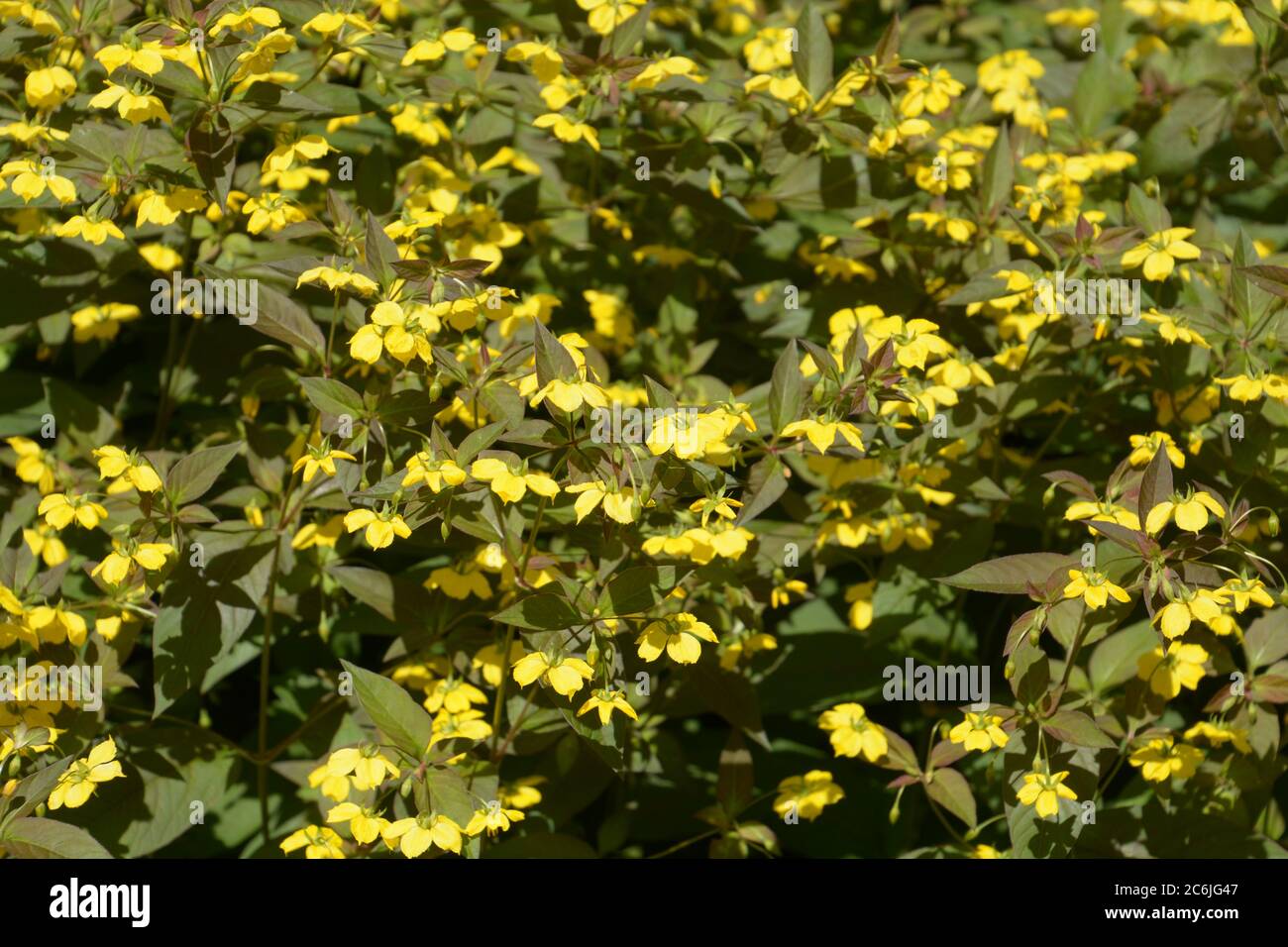 lysimachia ciliata firecracker plant with many bright-yellow flowers Stock Photo