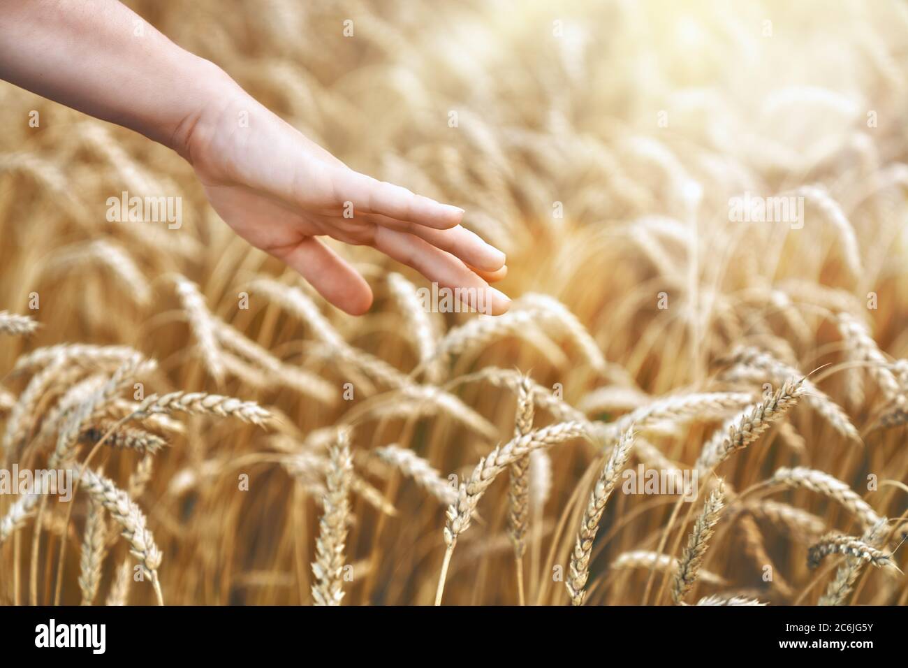 Farmer in wheatfield touching wheat hi-res stock photography and images ...