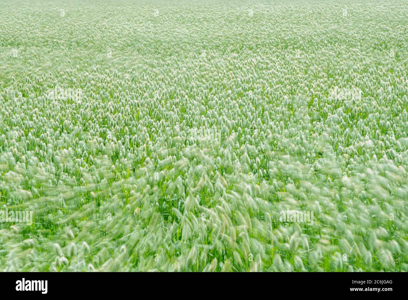 Canary grass (Phalaris canariensis) moving in the wind Stock Photo