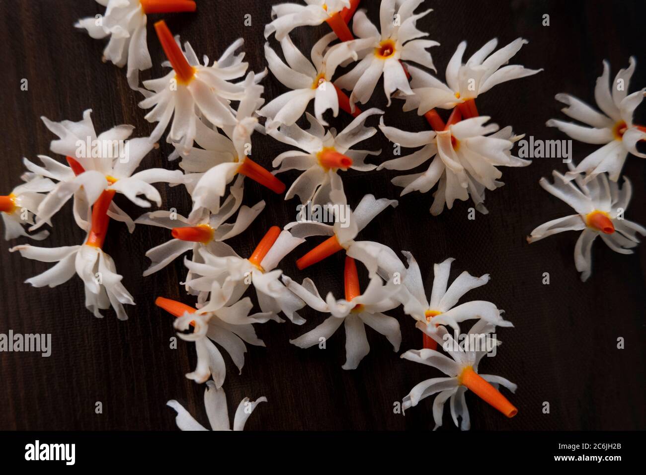 Parijat (Night Jasmine) flower laying on wooden background its called Raat Ki Rani In India. The amazing fragrance of this flower uses in many spiritu Stock Photo