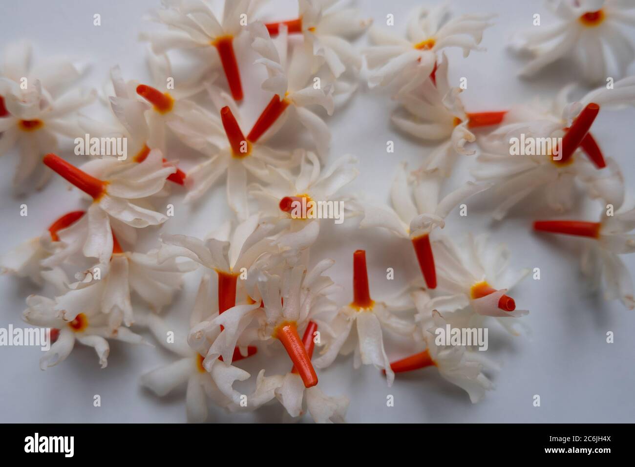 Night Jasmine (Parijat) flower gathering on white background its called Raat Ki Rani In India. The amazing fragrance of this flower uses in many spiri Stock Photo