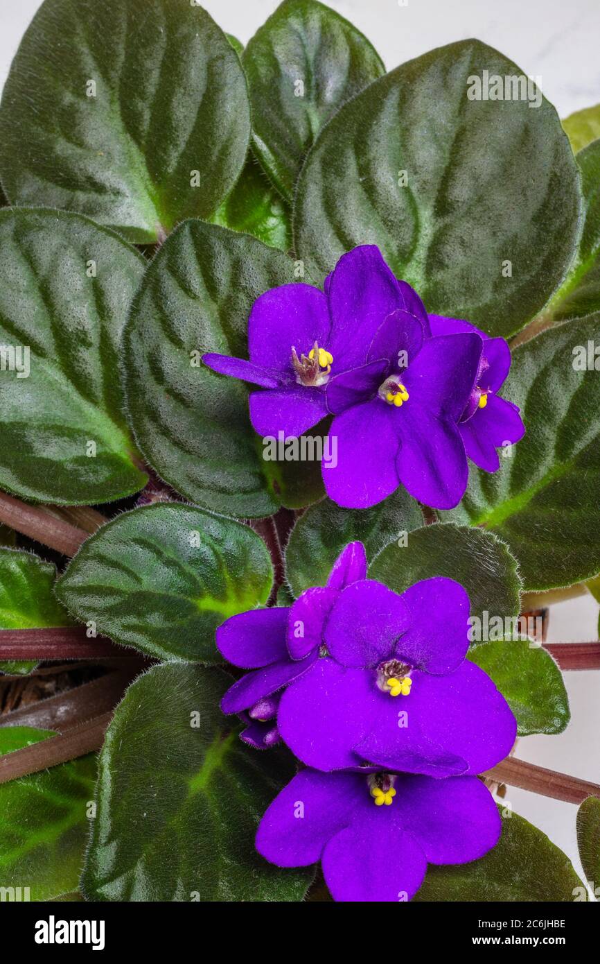 Close-up of purple African violets and their bright yellow centres and lush leaves Stock Photo