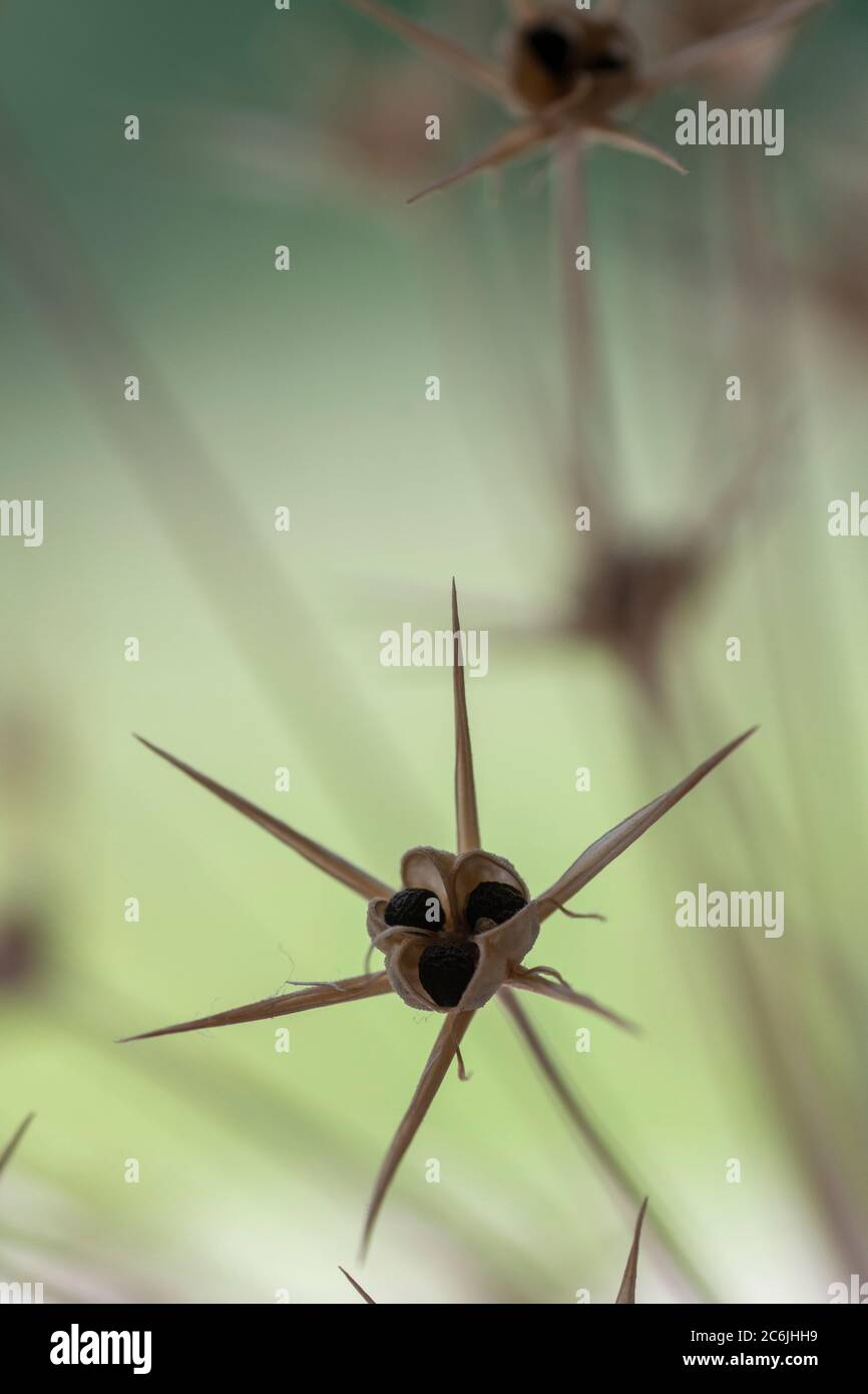 Dried allium flower heads Stock Photo Alamy