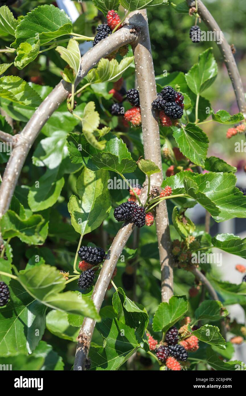 Haenge-Maulbeerbaum Morus alba Pendula, Hanging mulberry Morus alba Pendula Stock Photo