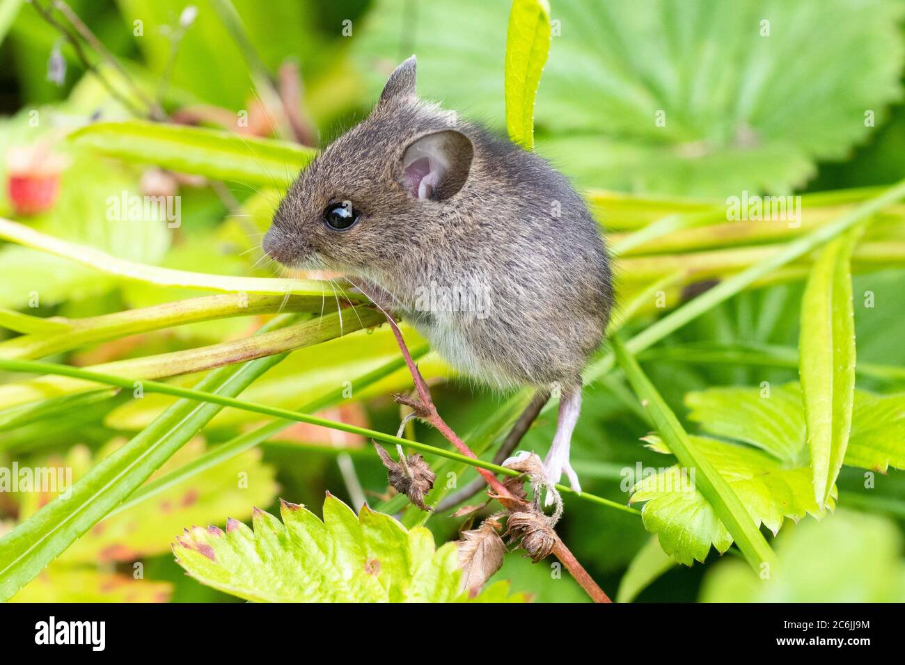 Wood mouse - apodemus sylvaticus - climbing up plants and flowers in Scotland, UK garden Stock Photo