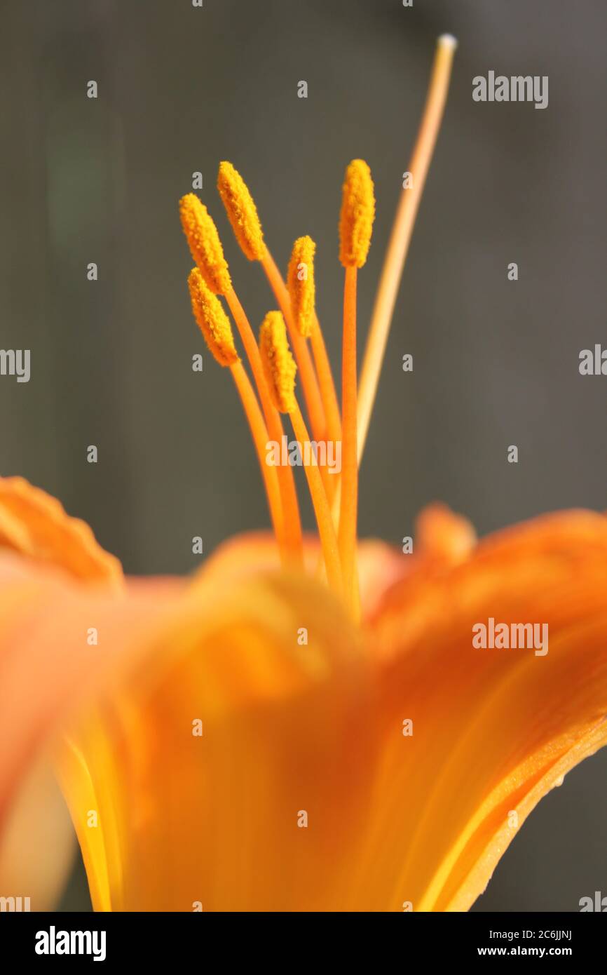 Fine and cheerful bright orange tiger lily in full bloom, Hemerocallis