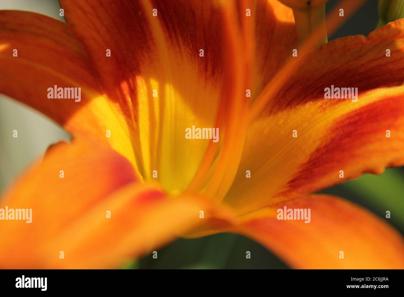 Fine and cheerful bright orange tiger lily in full bloom, Hemerocallis fulva, orange day-lily, tawny daylily, tiger daylily, corn lily, fulvous. Stock Photo