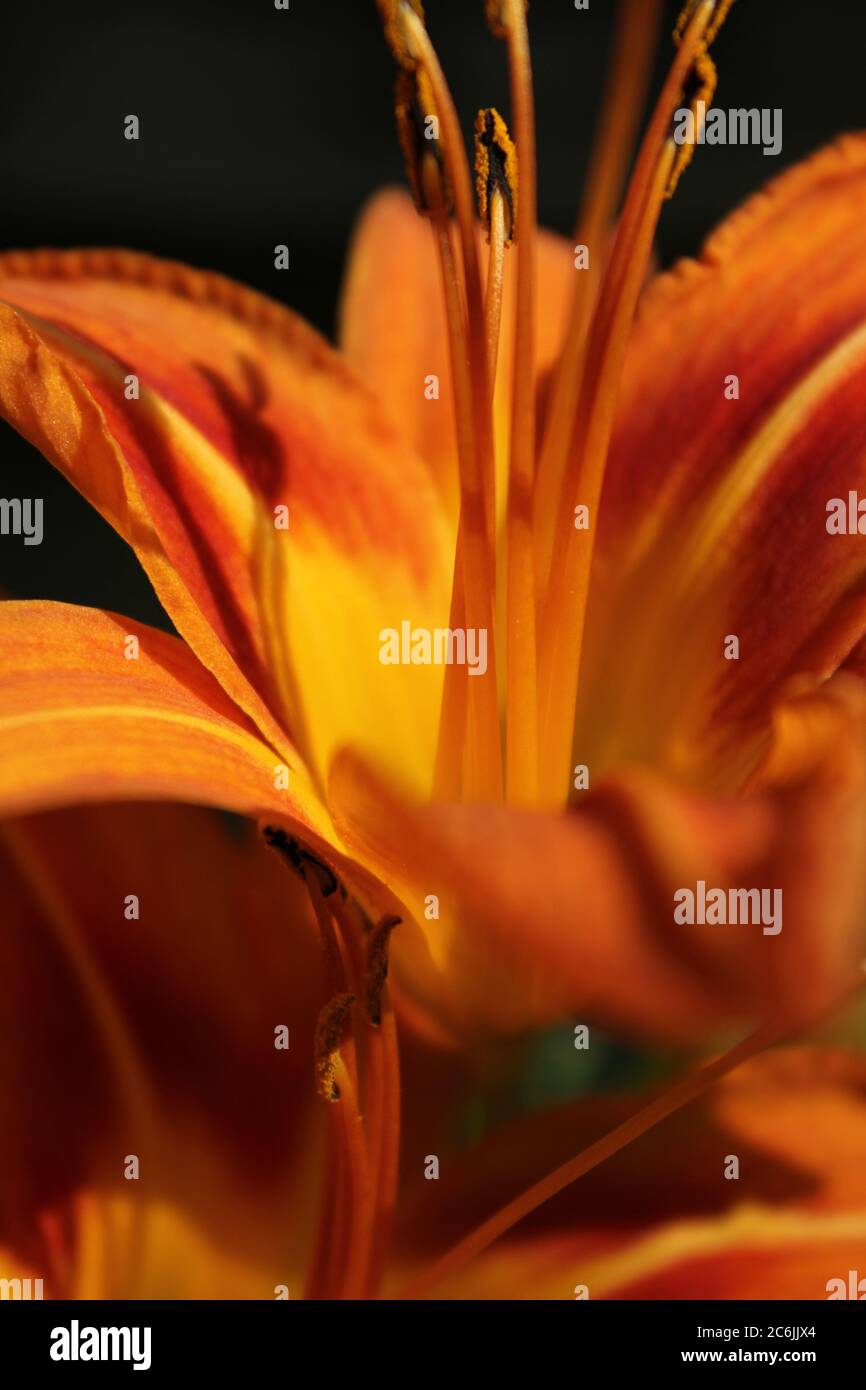 Fine and cheerful bright orange tiger lily in full bloom, Hemerocallis