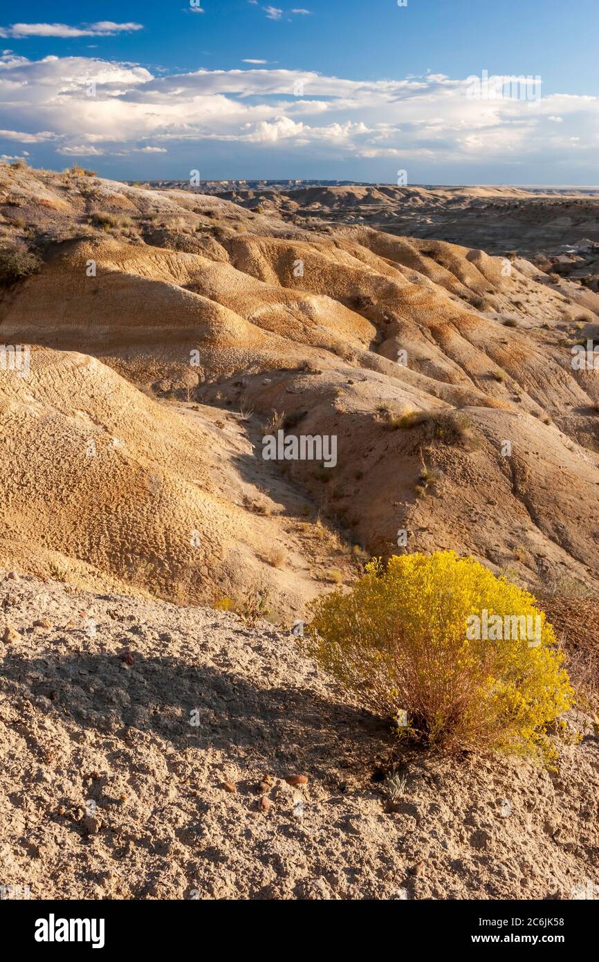 Yellow shrub and badlands, Bureau of Land Management BLM Badlands