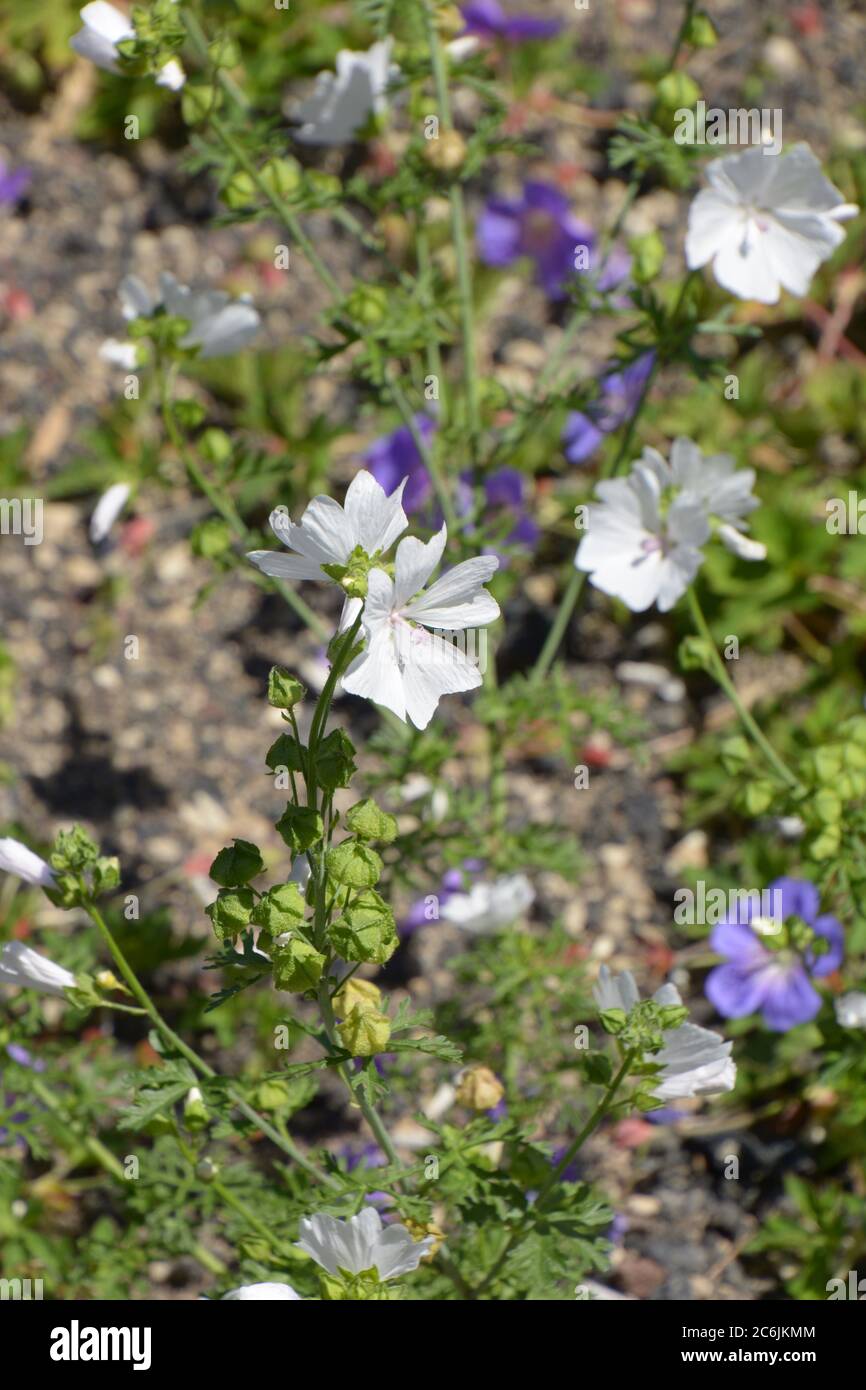 flowers of white musk mallow or malva moschata alba in summer Stock Photo