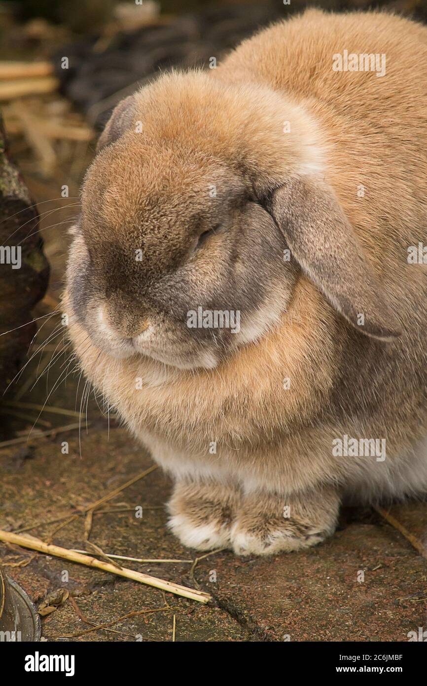 Lop eared rabbit falling asleep Stock Photo Alamy