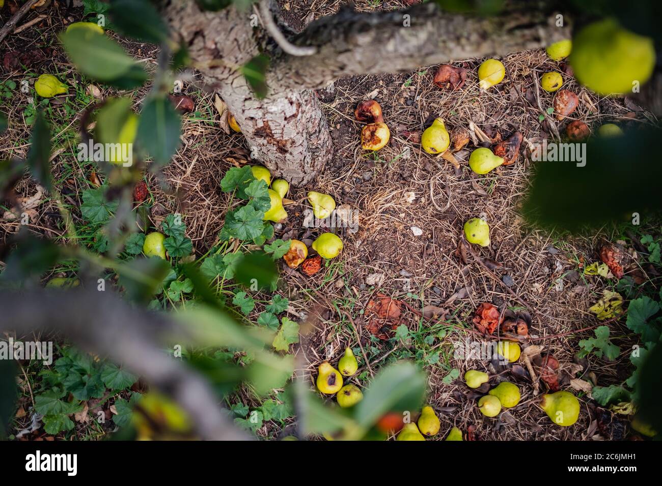 Can of cider white background hires stock photography and images Alamy