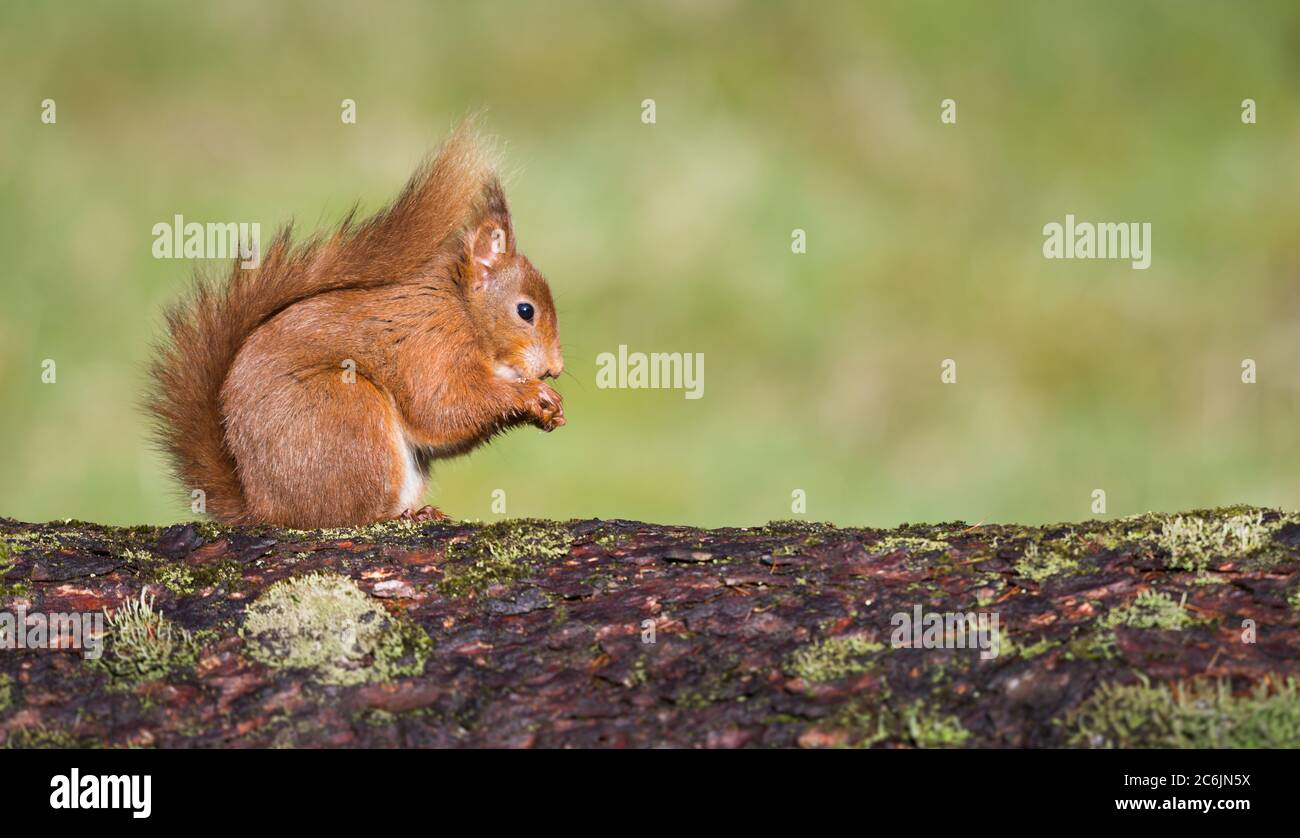 Portrait of a Red Squirrel in woodland countryside Stock Photo