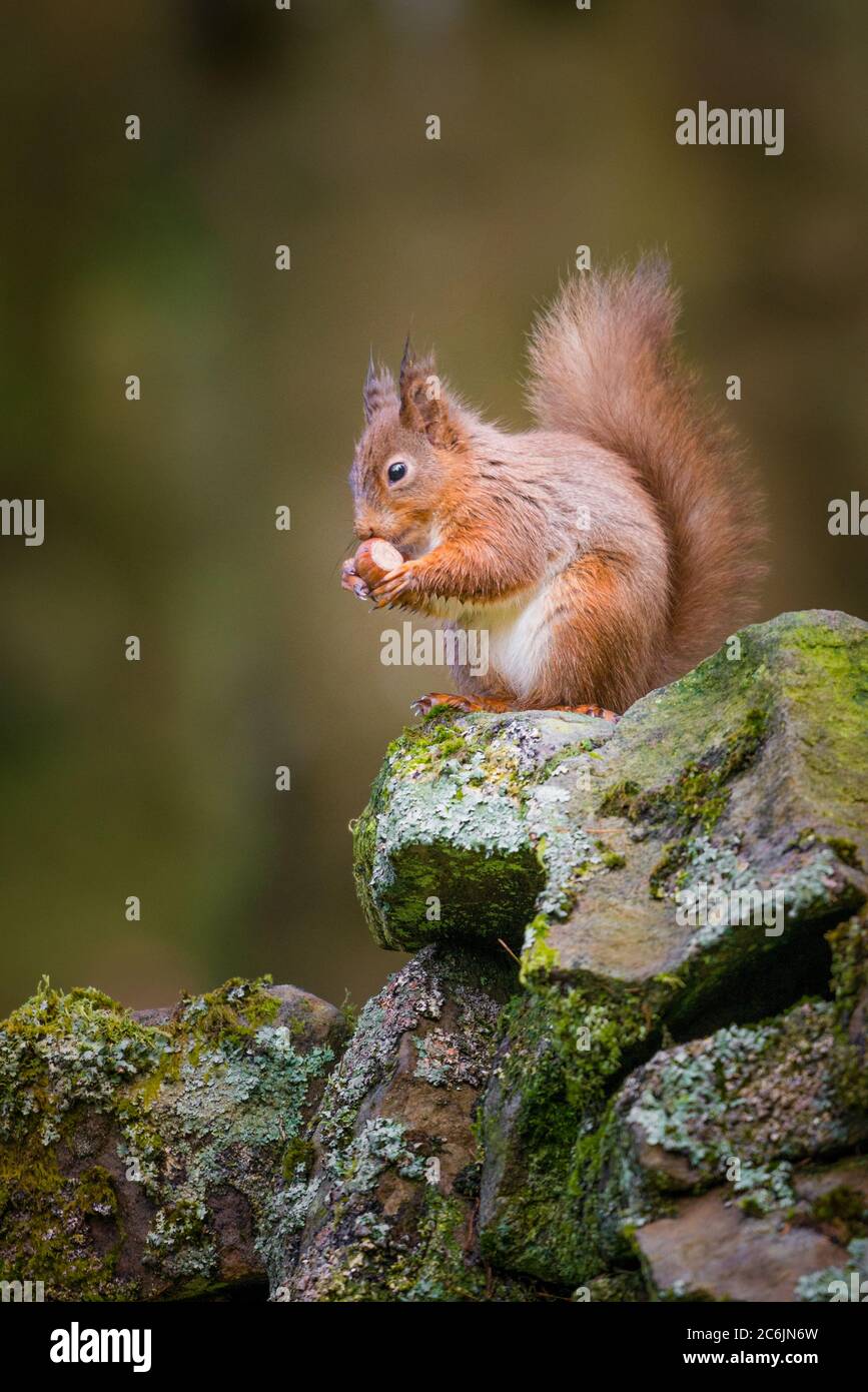 Portrait of a Red Squirrel in woodland countryside Stock Photo