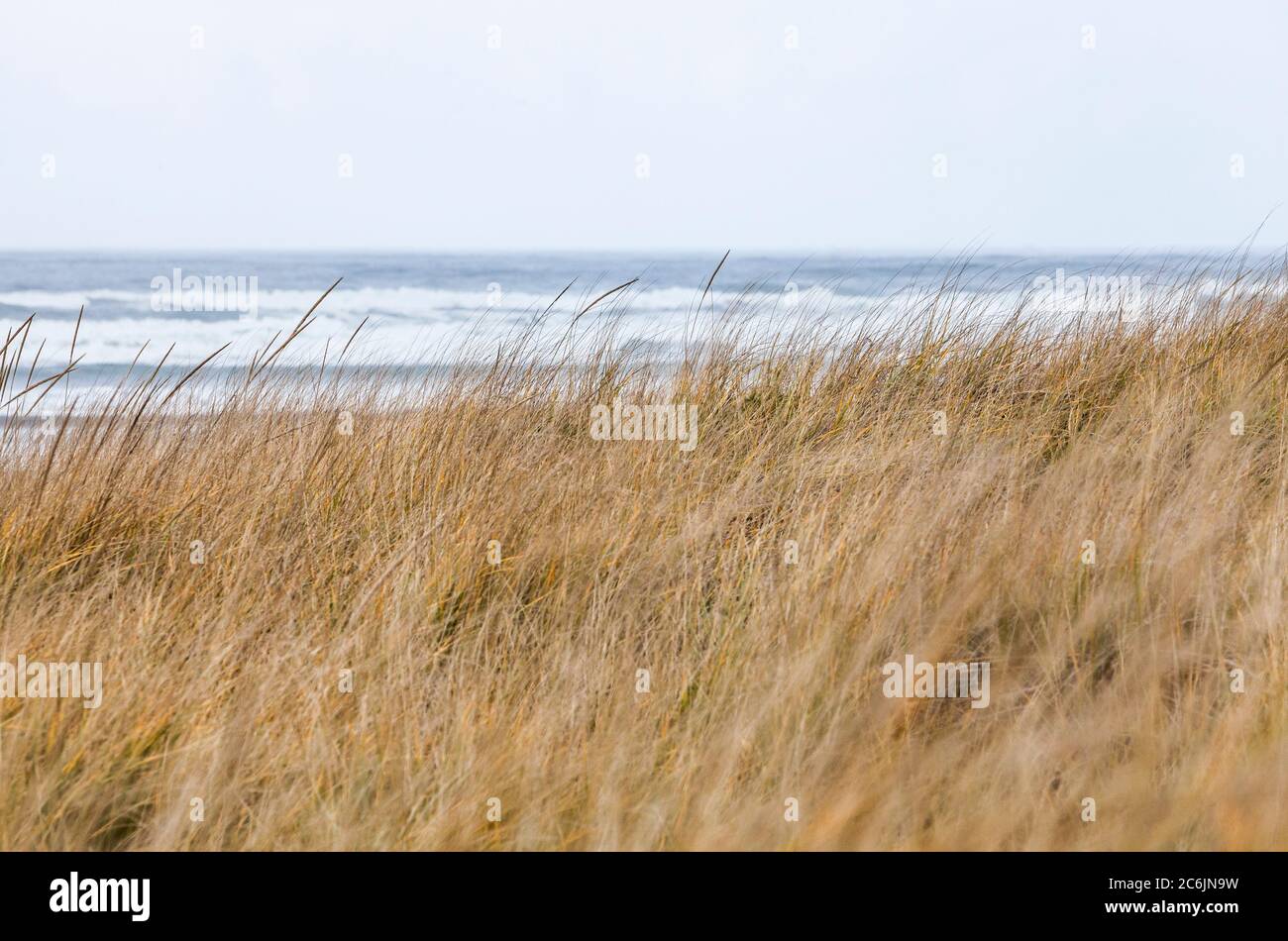 Beach grass and ocean waves.  November on the Pacific coast, Seaside, Oregon, USA. Stock Photo