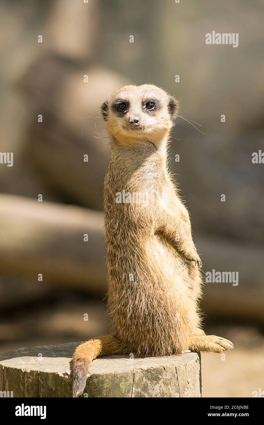 Meerkat On The Lookout Sitting On A Tree Trunk Stock Photo Alamy