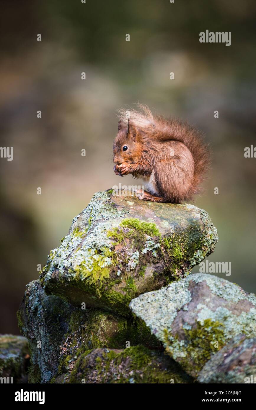 Portrait of a Red Squirrel in woodland countryside Stock Photo