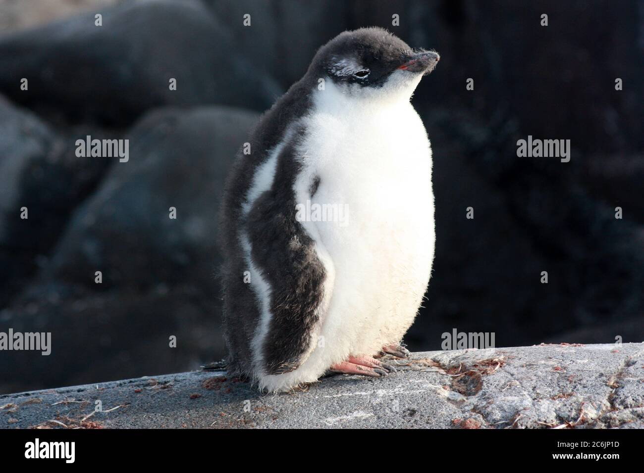 Gentoo penguin in Antarctica, Antarctic Peninsula Stock Photo