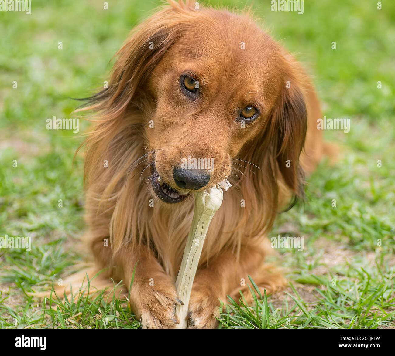 Dachshund Eating Grass Allergies Reference: Cute Dachshund Dog Eating A Big White Bone Stock Photo