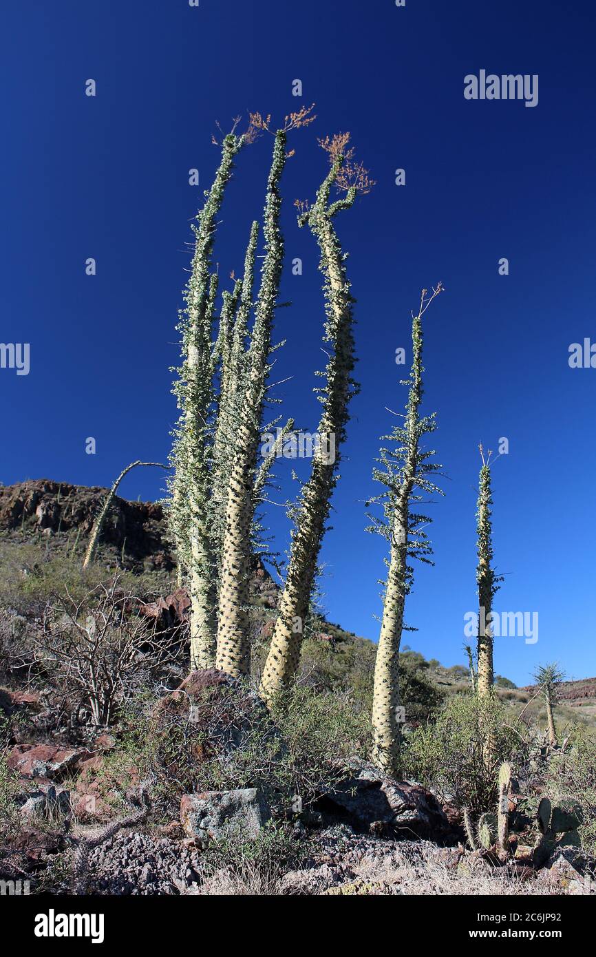 Boojum tree landscape Baja California Sur, Mexico Stock Photo Alamy