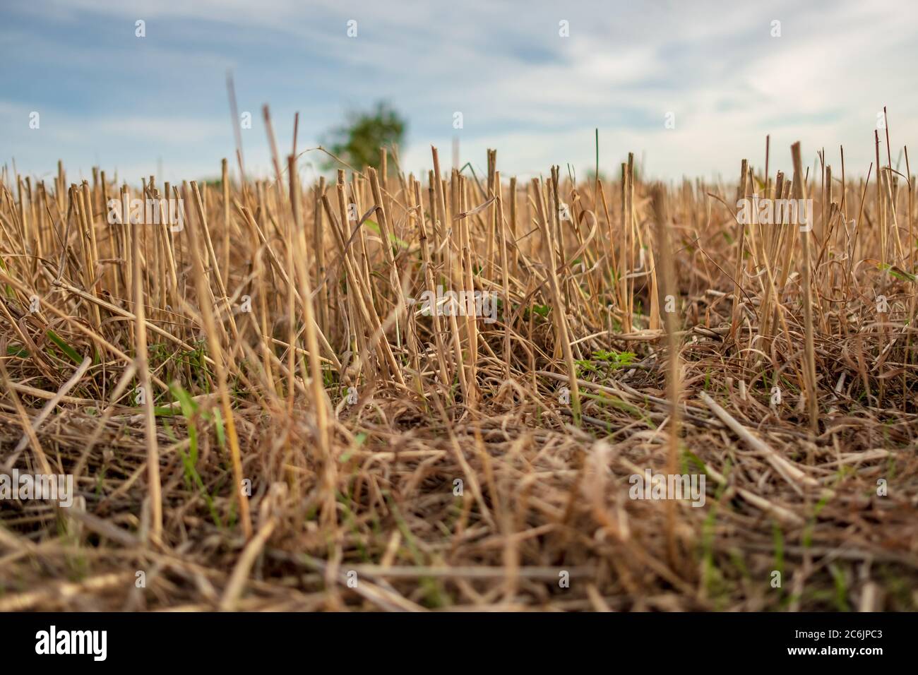 Earthquake crack grass hi-res stock photography and images - Alamy
