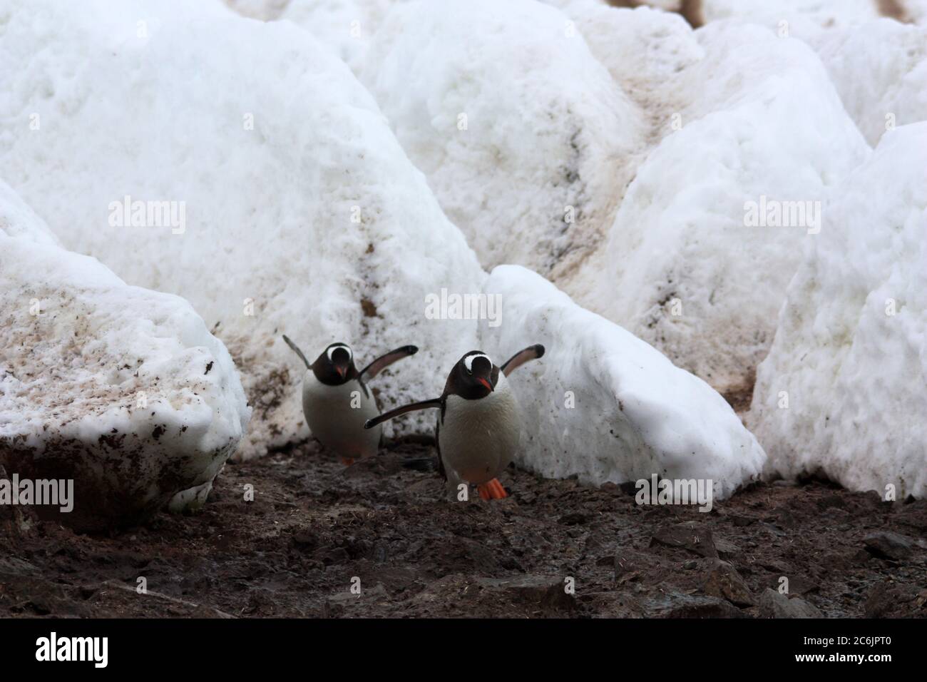 Antarctica, Gentoo penguin in Antarctic Peninsula Stock Photo