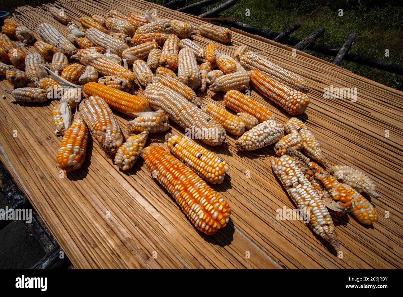 Ears of corn are left to dry in the hot African sun in Kenya Stock