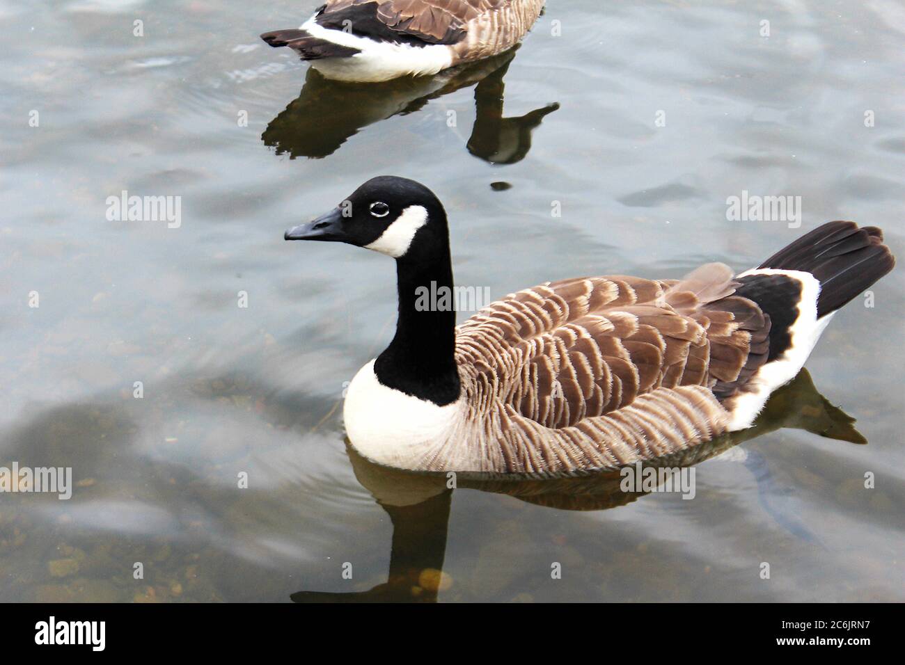 Canada goose top in england