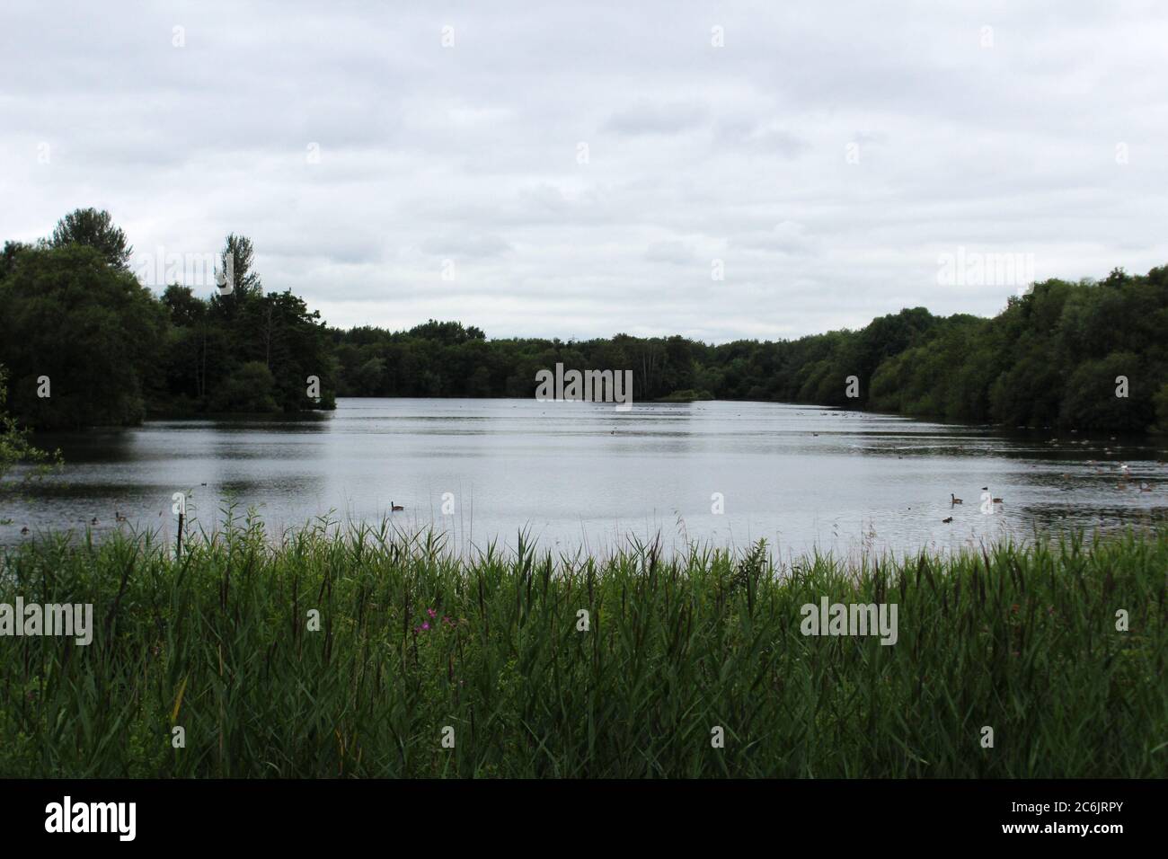 Scenery of Chorlton water park, including a lake and thick trees, in Manchester, England Stock Photo