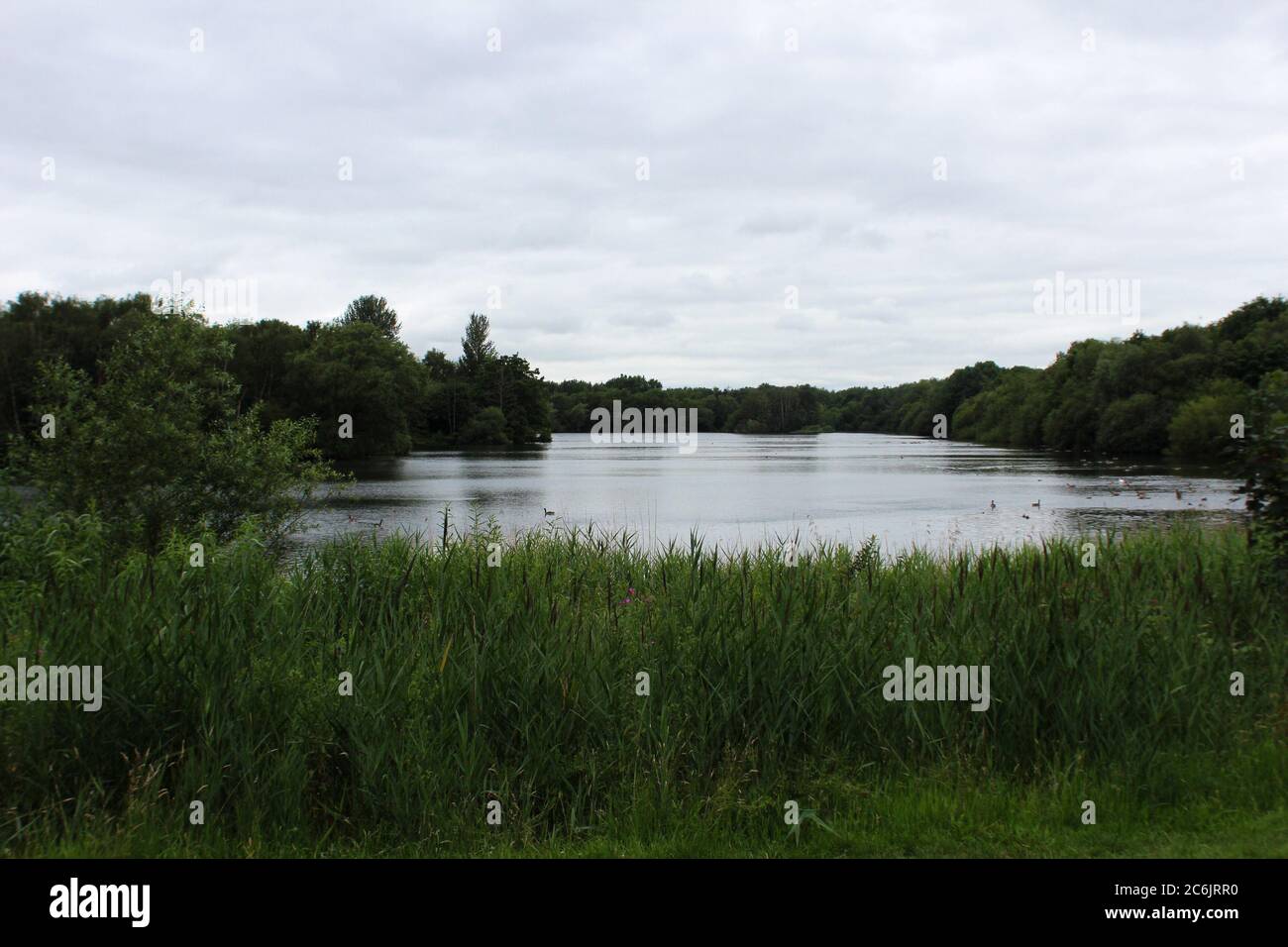 Scenery of Chorlton water park, including a lake and thick trees, in Manchester, England Stock Photo