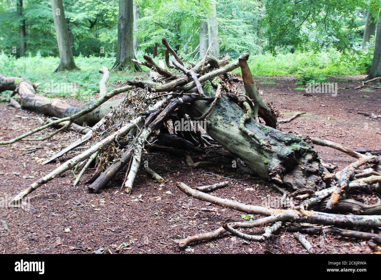 Big tree fort in a forest clearing at Alderley Edge in Cheshire, England Stock Photo