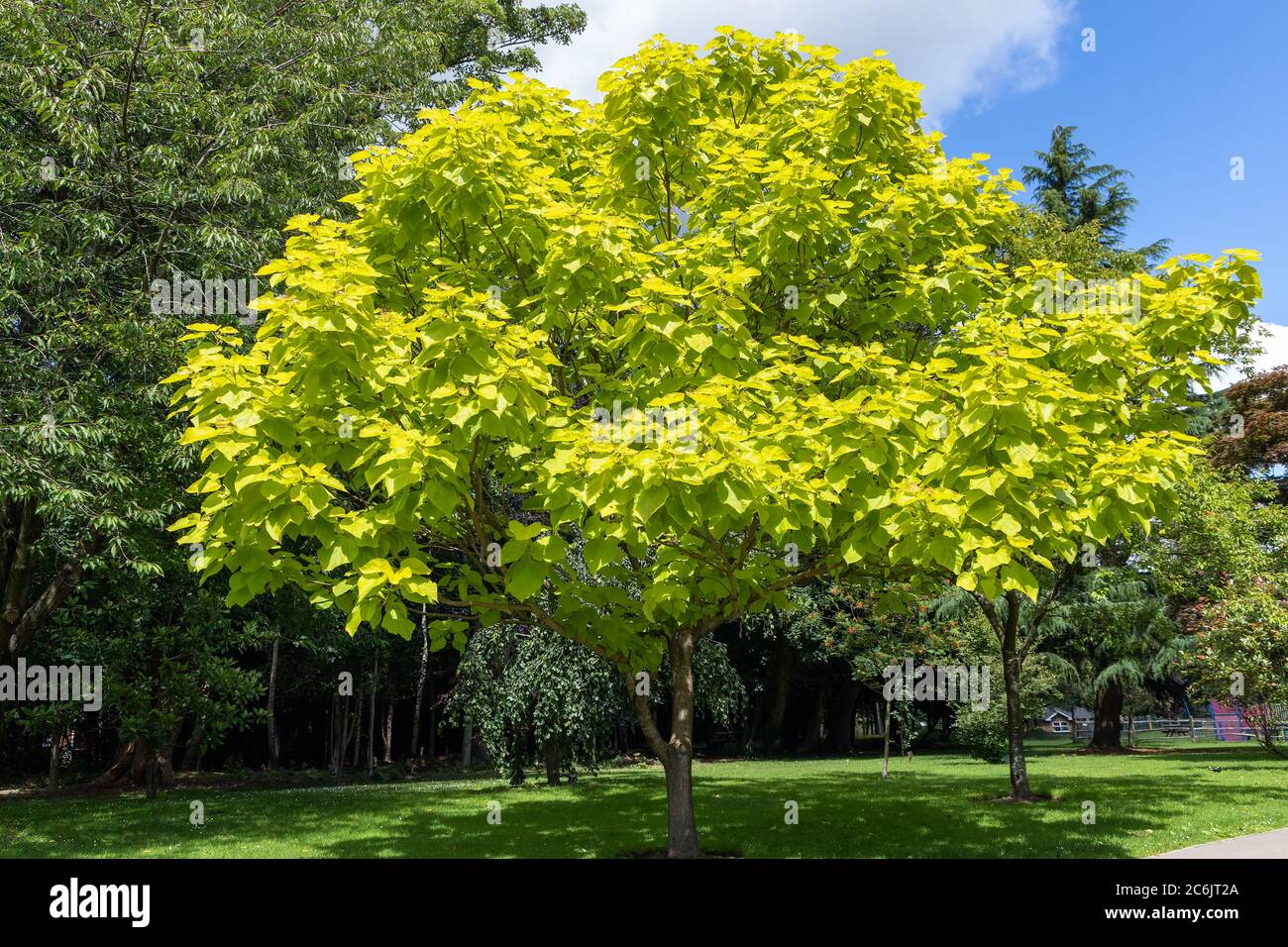 Golden Indian Bean Tree (Catalpa bignonioides Aurea) growing in apark in East Grinstead Stock Photo