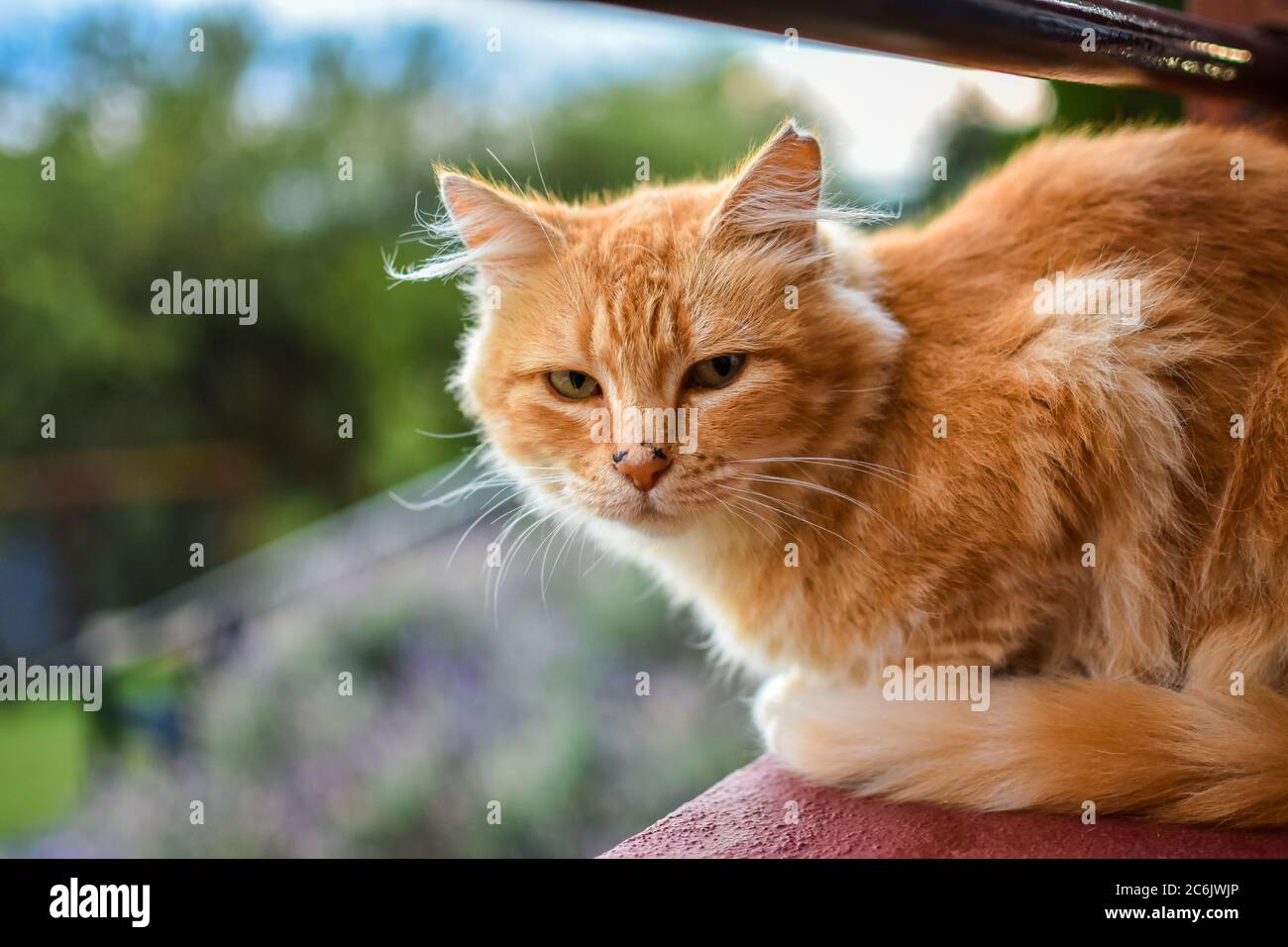 Cat on wooden railing with trees in the background Stock Photo - Alamy