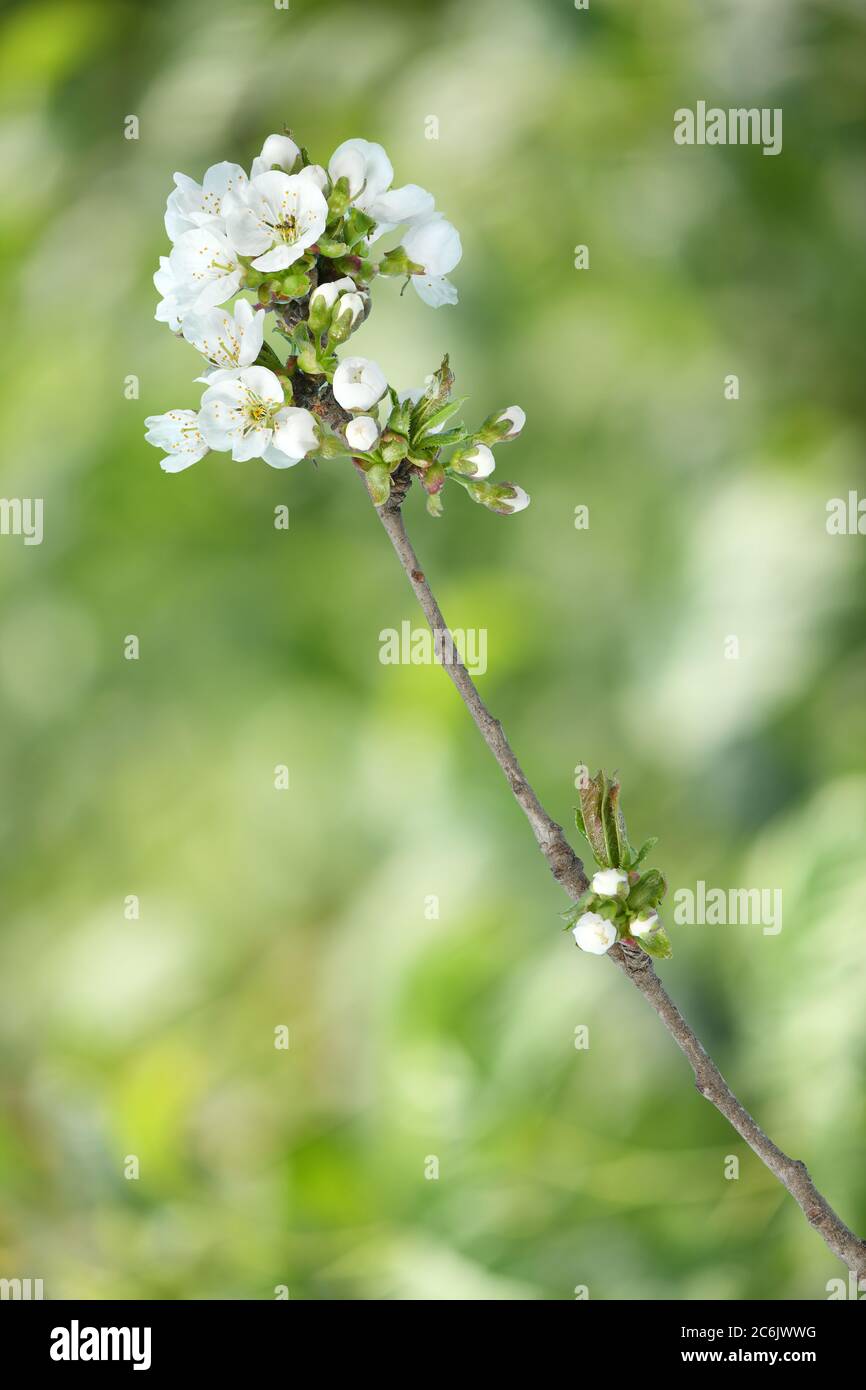 Branch of cherry tree with flowers and fresh young leaves on a blurred ...