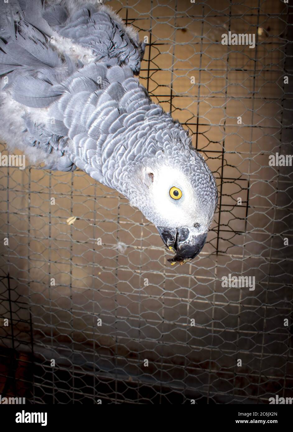 South african cape parrot hires stock photography and images Alamy