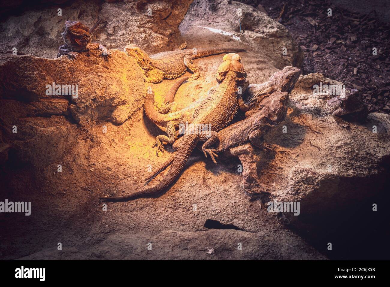 Bearded dragon (Pogona Vitticeps) lizards lying in the sun, Cape Town, South Africa Stock Photo