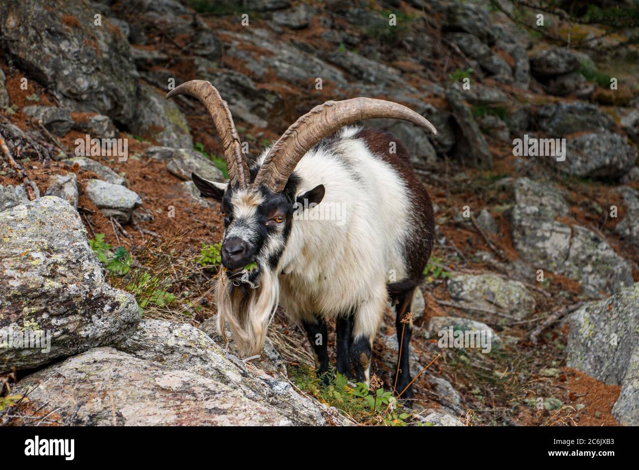 Ziegenbock mit großen Hörnern Stock Photo