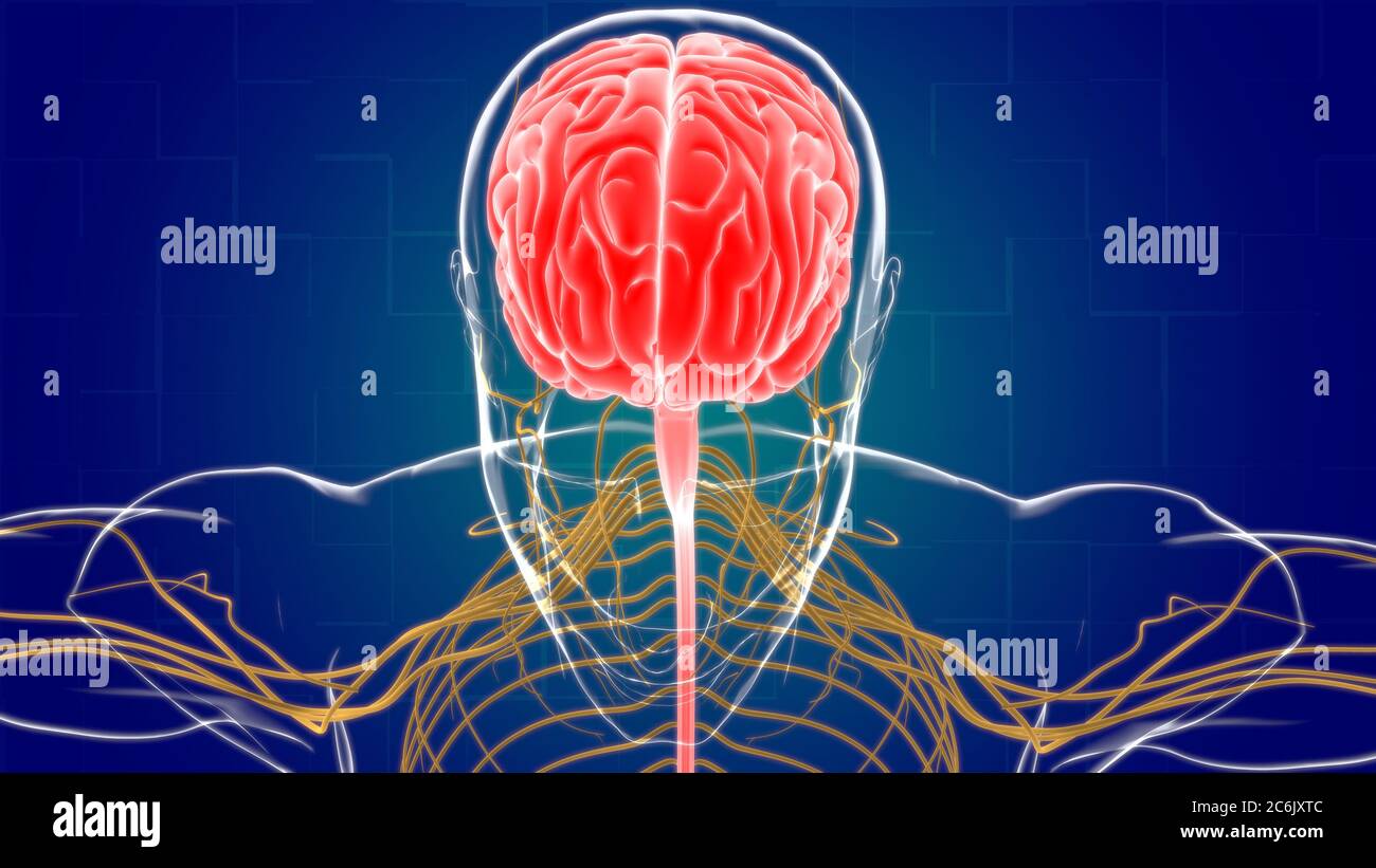 Human Brain Anatomy For Medical Concept 3D Illustration Stock Photo - Alamy