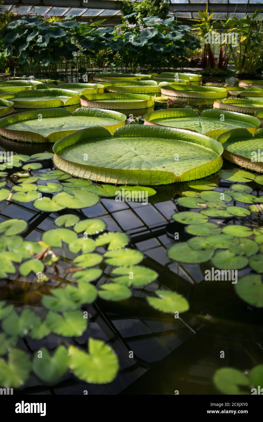 Victoria Amazonian water lily in a pool of a botanical garden Stock