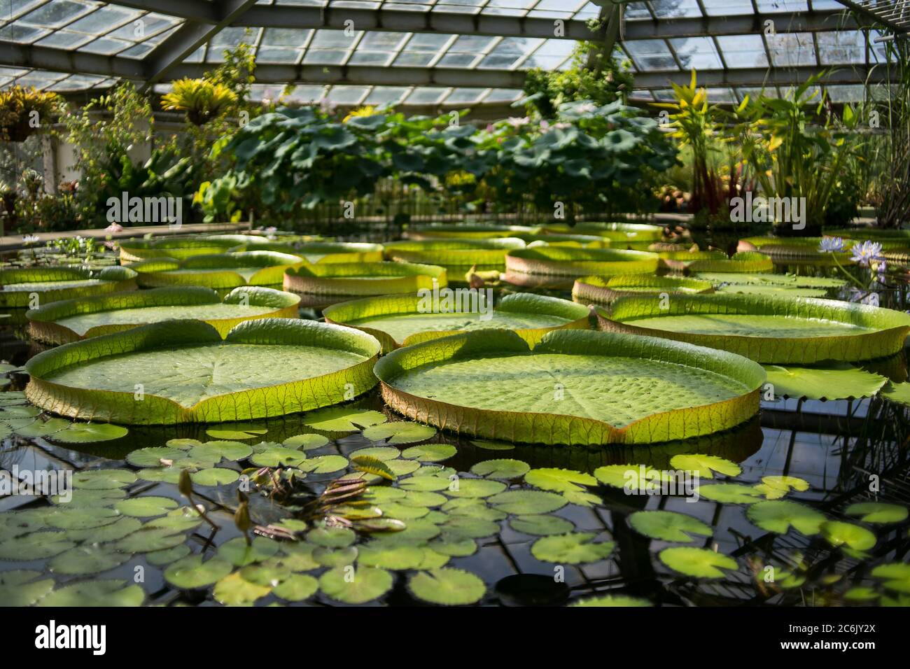 Victoria Amazonian water lily in a pool of a botanical garden Stock