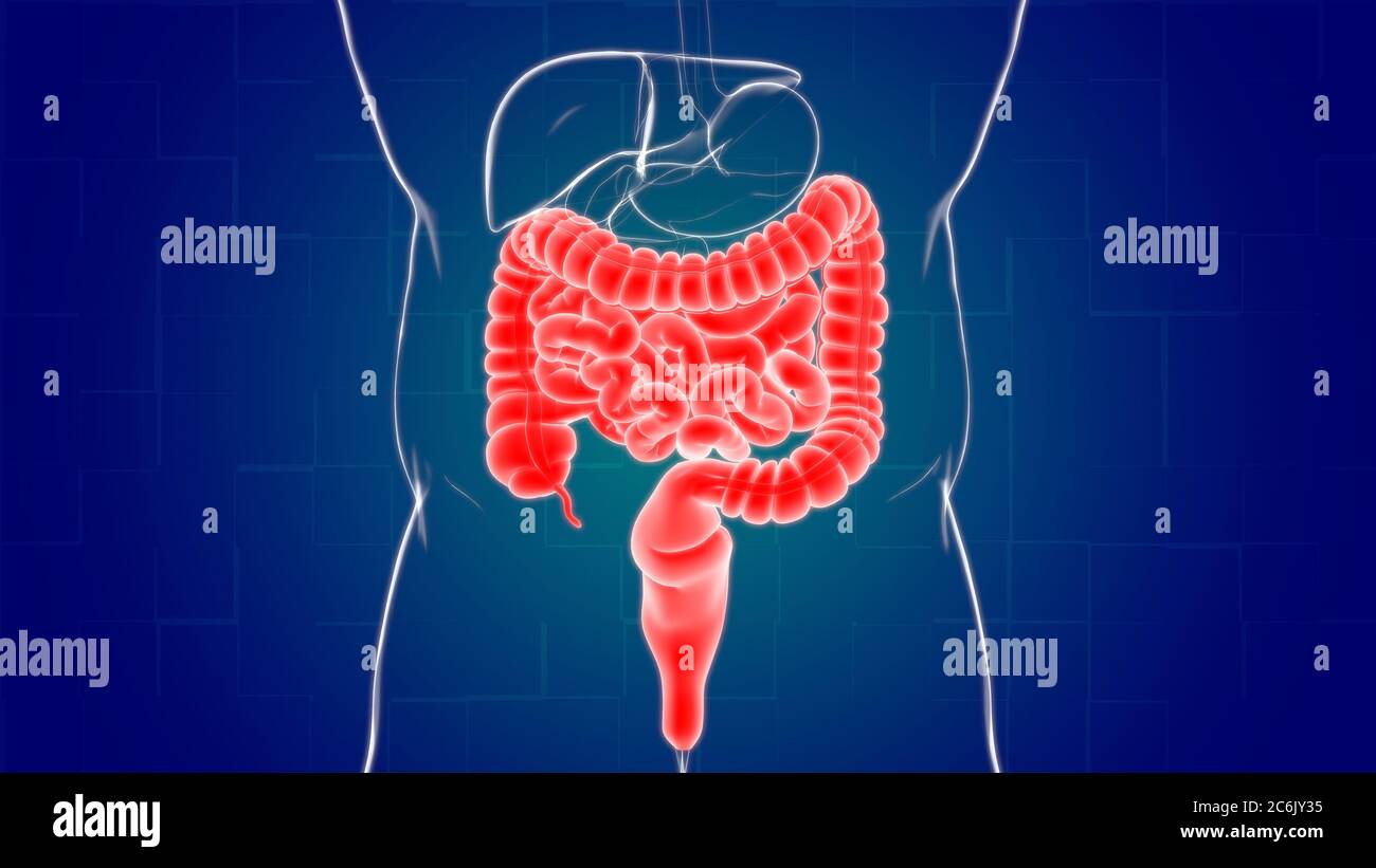 Small and Large Intestine 3D Illustration Human Digestive System ...