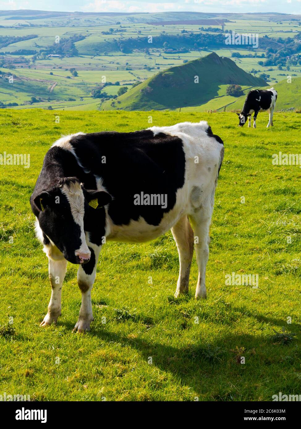 Cows grazing near Earl Sterndale in the Peak District National Park Derbyshire England UK Stock Photo