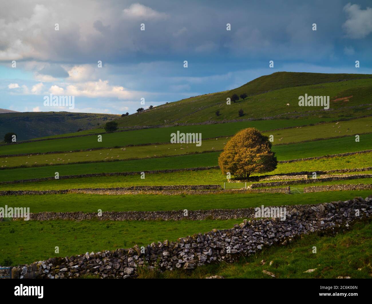 Tree in typical Peak District landscape near Earl Sterndale Derbyshire England UK Stock Photo