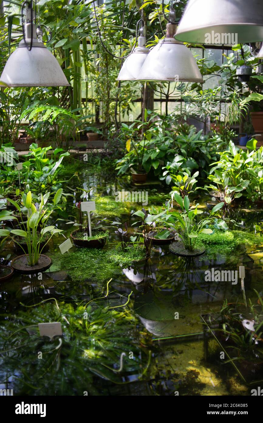 Plants in a botanical garden. Tropical and subtropical climate flowers