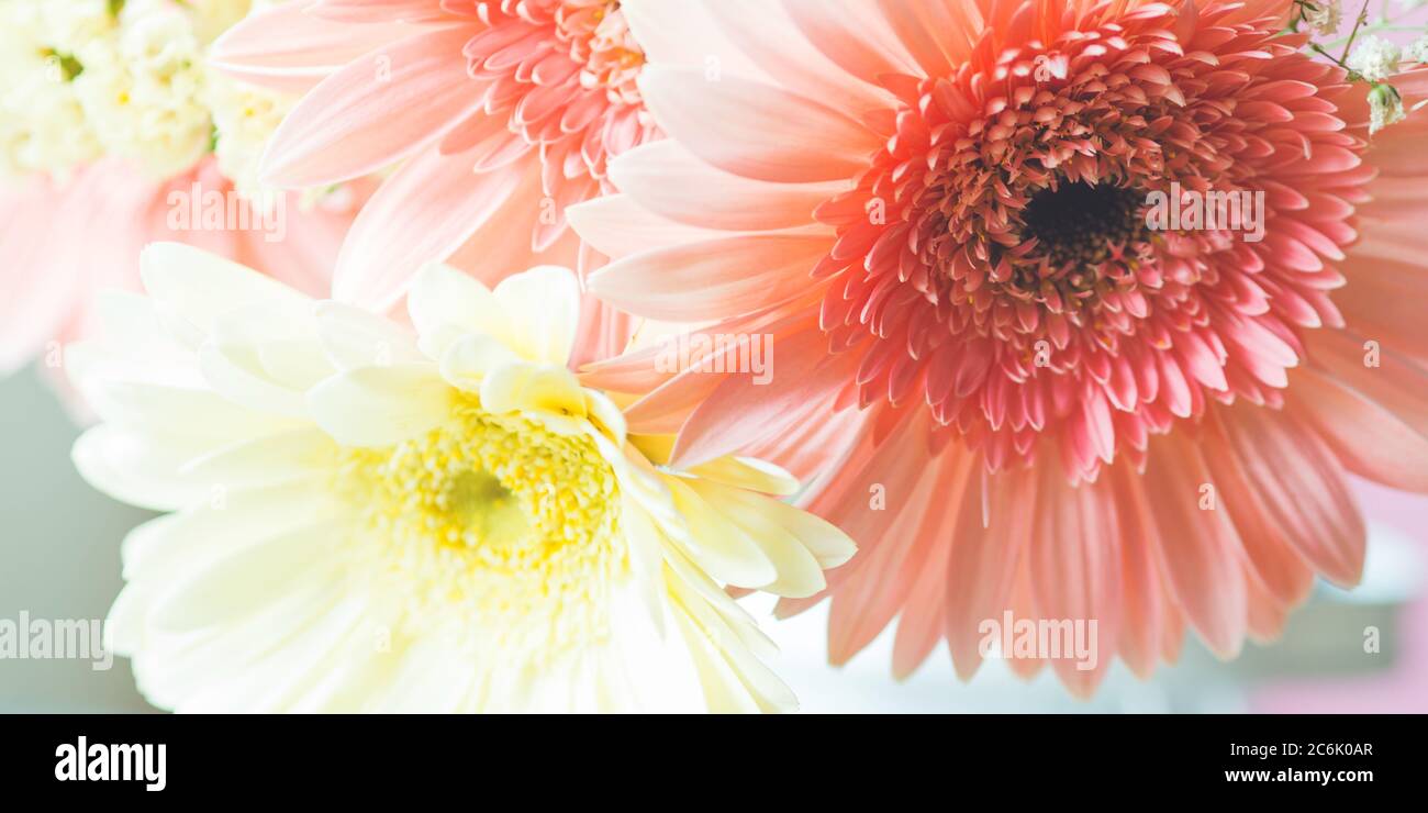 Yellow and pink gerbera daisy flowers bouquet Stock Photo - Alamy