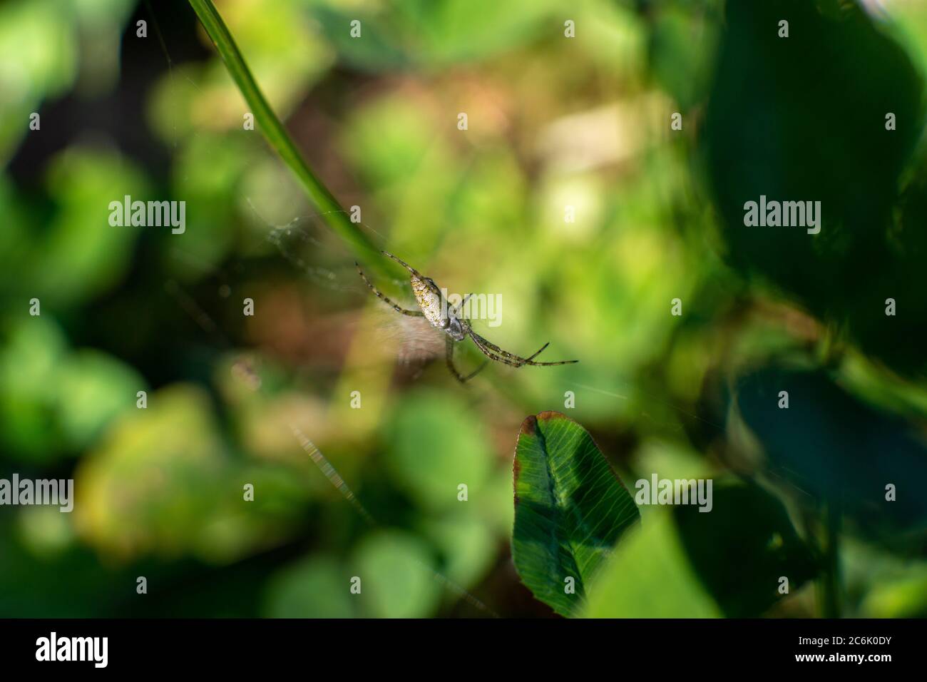 Macro shot of a spider on a web Stock Photo - Alamy